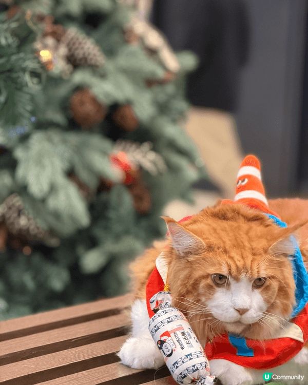 Waffle帶你遊聖誕，今次去哂荃灣西如心廣場、南豐紗廠、西...