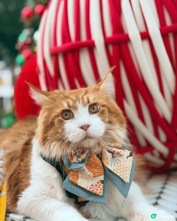 Waffle帶你遊聖誕，今次去哂荃灣西如心廣場、南豐紗廠、西...