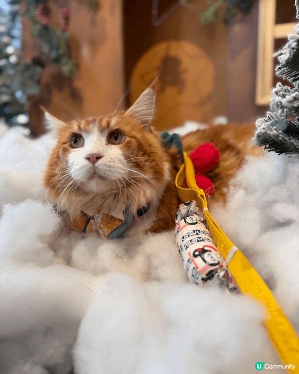 Waffle帶你遊聖誕，今次去哂荃灣西如心廣場、南豐紗廠、西...