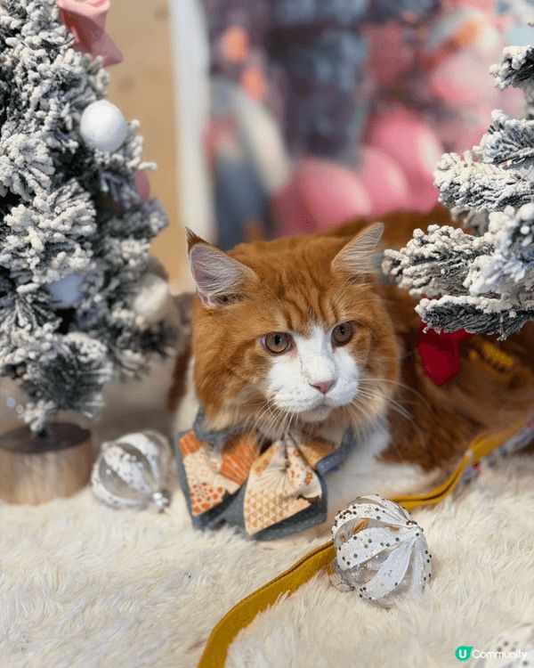 Waffle帶你遊聖誕，今次去哂荃灣西如心廣場、南豐紗廠、西...