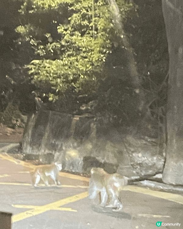 611是全香港最好食的格仔餅在屯門區，圖2係金山郊野公園有好...