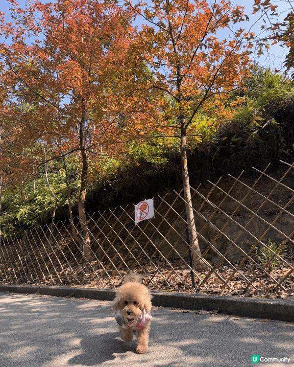每逢假期我都會帶小狗去不同地方打卡影靚相，好似商場靚靚裝飾以...
