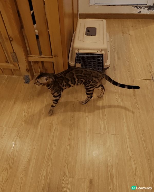 喜愛小動物的到深圳有猫有水豚玩，包飲品及有遊戲玩，半天好去處...