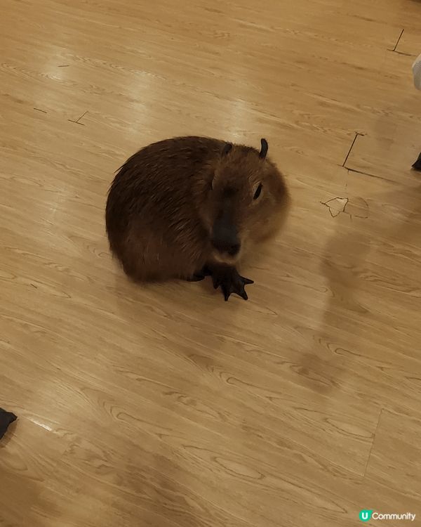 喜愛小動物的到深圳有猫有水豚玩，包飲品及有遊戲玩，半天好去處...