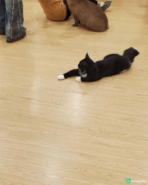 喜愛小動物的到深圳有猫有水豚玩，包飲品及有遊戲玩，半天好去處...
