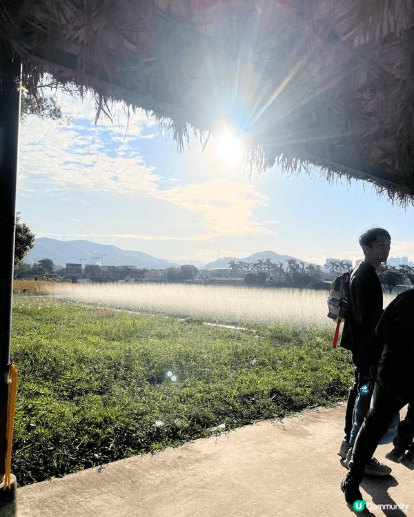 有美麗的夕陽維港景色，有綿田大大地草，呼吸新鮮空氣，有離島區...