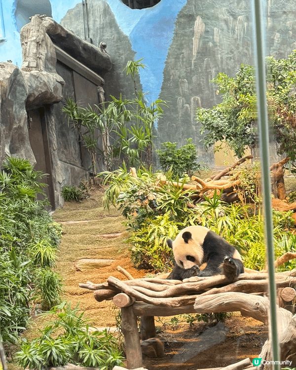 香港海洋公園是結合娛樂、教育與保育的絕佳去處，無論是搭乘纜車...