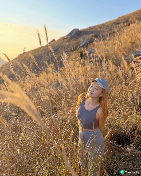 秋意漸濃，又到大東山一年一度嘅金芒季節！漫山遍野嘅芒草隨風搖...