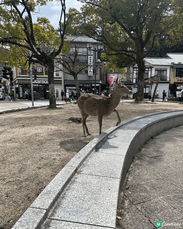 這張圖片記錄了我們第一次一家三口的日本之旅。日本是一個非常適...