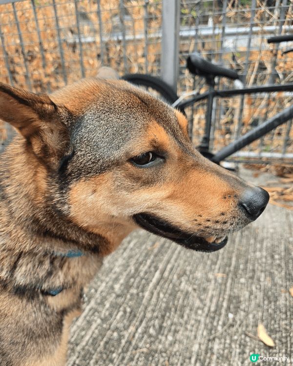 聖誕陽光☀️🐶公園樂！