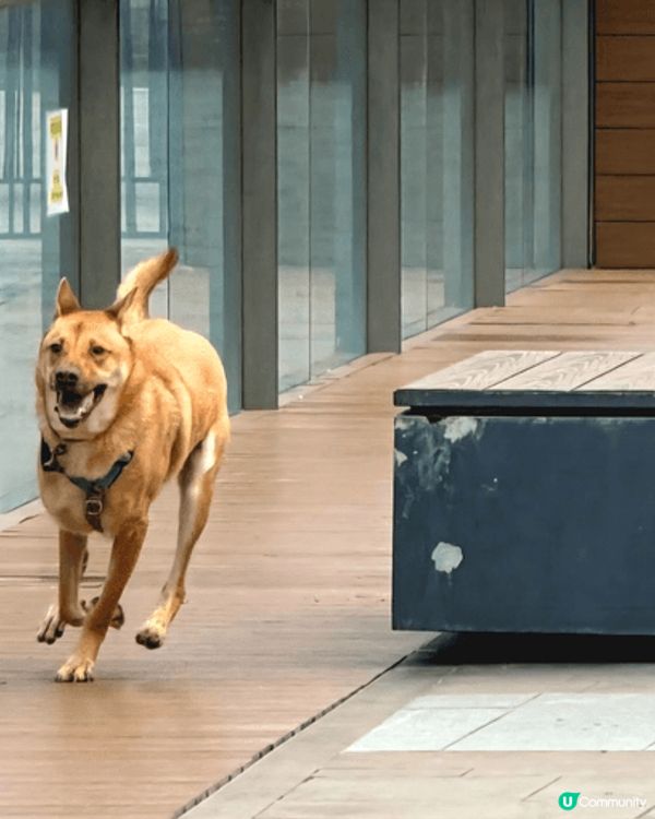 聖誕陽光☀️🐶公園樂！