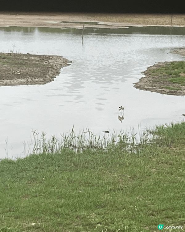 香港濕地公園，暫時遠離市區，感受下大自然，仲有好多教育講座，...