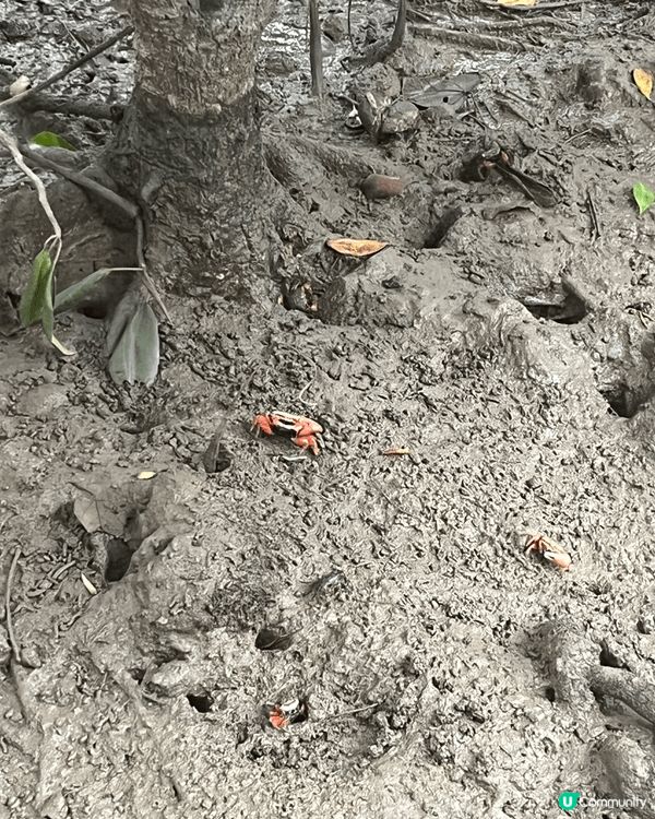香港濕地公園，暫時遠離市區，感受下大自然，仲有好多教育講座，...