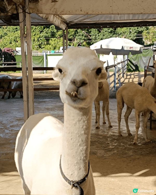 蝶豆花園，一家大細,情侶都岩玩，小朋友可以餵動物，大人可以逃...