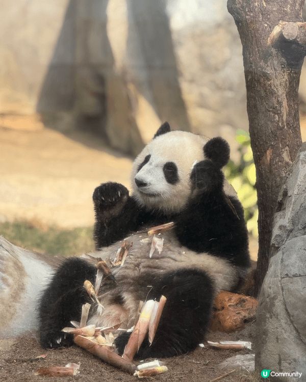去海洋公園打卡，梗係為咗見證全港首對「土生土長」嘅龍鳳胎大熊...
