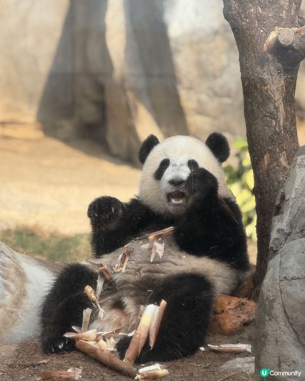 去海洋公園打卡，梗係為咗見證全港首對「土生土長」嘅龍鳳胎大熊...