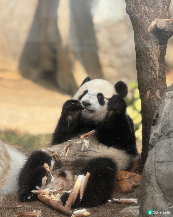 去海洋公園打卡，梗係為咗見證全港首對「土生土長」嘅龍鳳胎大熊...