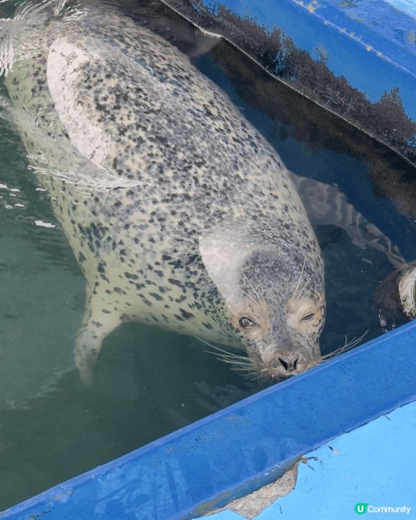 這個景點是北海道紋別海豹中心以近距離接觸海豹和看表演餵食