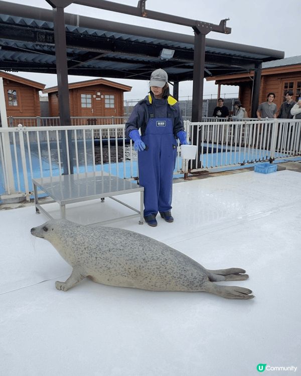 這個景點是北海道紋別海豹中心以近距離接觸海豹和看表演餵食