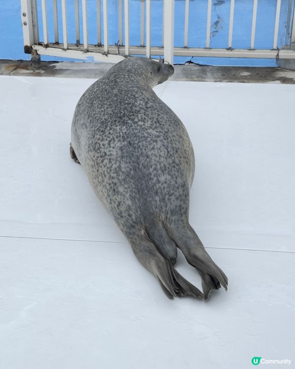 這個景點是北海道紋別海豹中心以近距離接觸海豹和看表演餵食