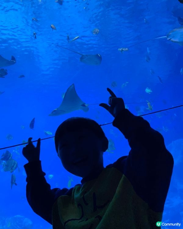 橫琴長隆海洋王國以其壯觀的水族館和豐富的海洋生物而聞名，讓遊...