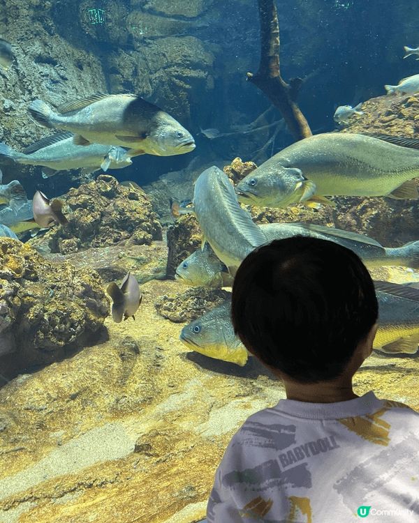 橫琴長隆海洋王國以其壯觀的水族館和豐富的海洋生物而聞名，讓遊...