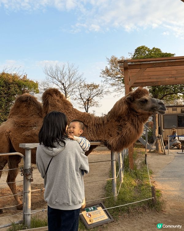 日本神戶動物王國非常適合親子遊，有大量與動物互動的環節，小朋...