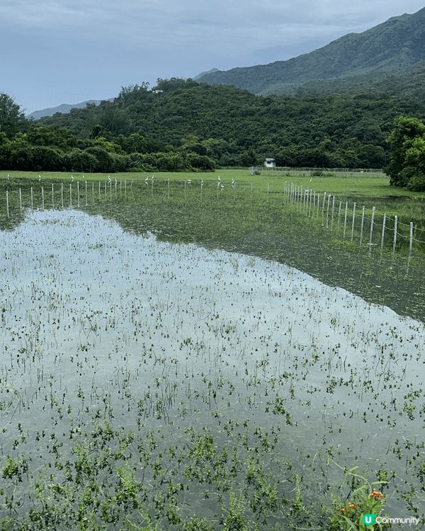 大嶼山貝澳營地環境清幽，水星沙幼