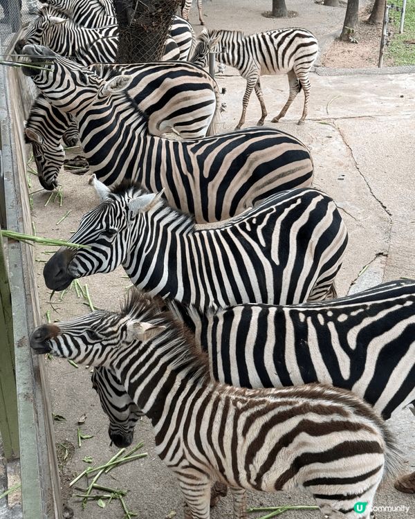 深圳世界之窗同埋動物園好適合一家大細去玩，同客玩樂一流又消費...