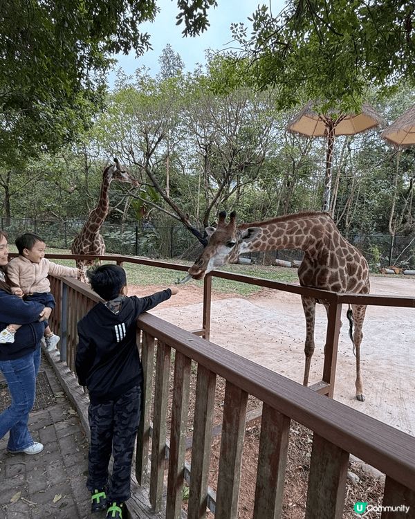 深圳世界之窗同埋動物園好適合一家大細去玩，同客玩樂一流又消費...
