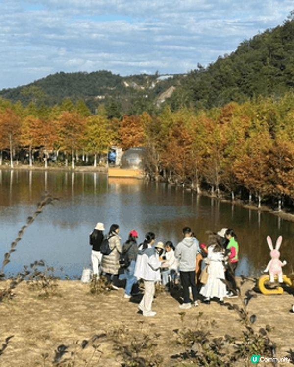 银杏樹，落羽松