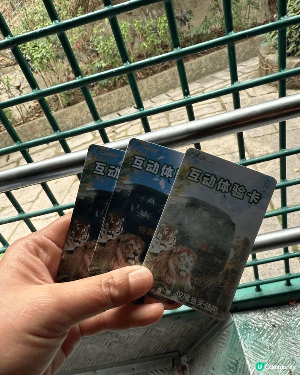 深圳野生動物園可以近距離餵老虎🐯過程好刺激喲😜