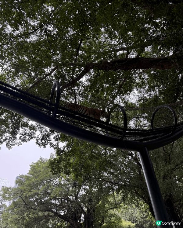 深圳野生動物園可以近距離餵老虎🐯過程好刺激喲😜