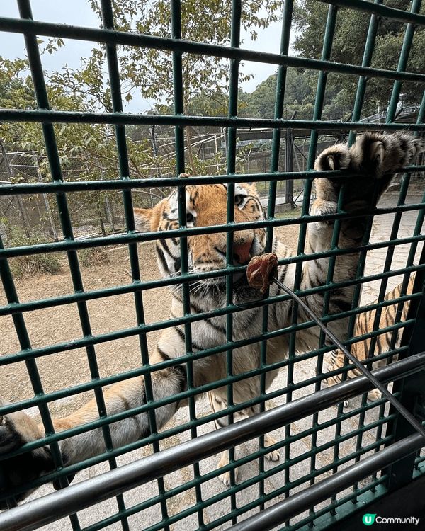 深圳野生動物園可以近距離餵老虎🐯過程好刺激喲😜