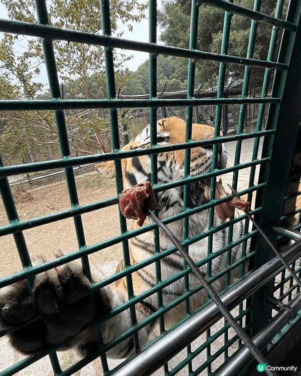 深圳野生動物園可以近距離餵老虎🐯過程好刺激喲😜