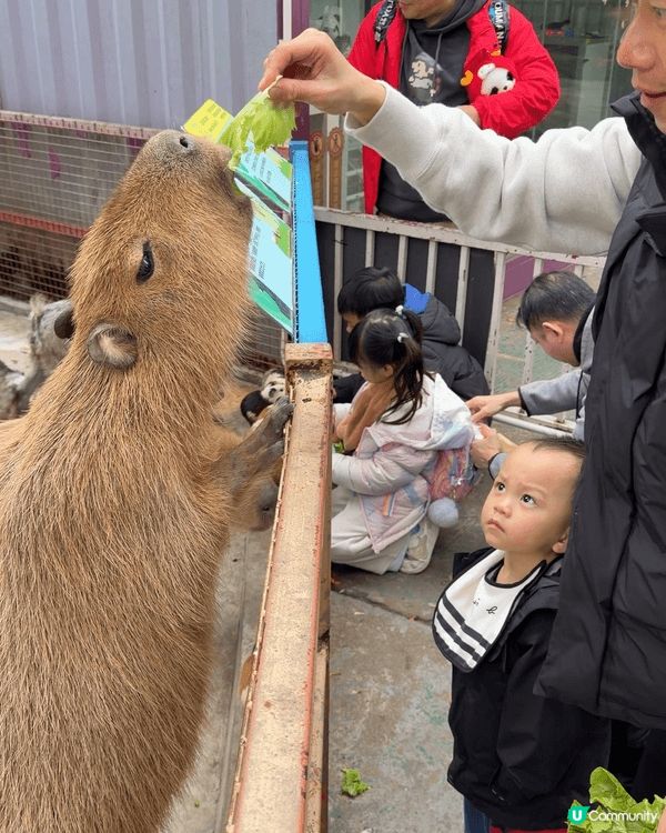 #深圳野生動物園