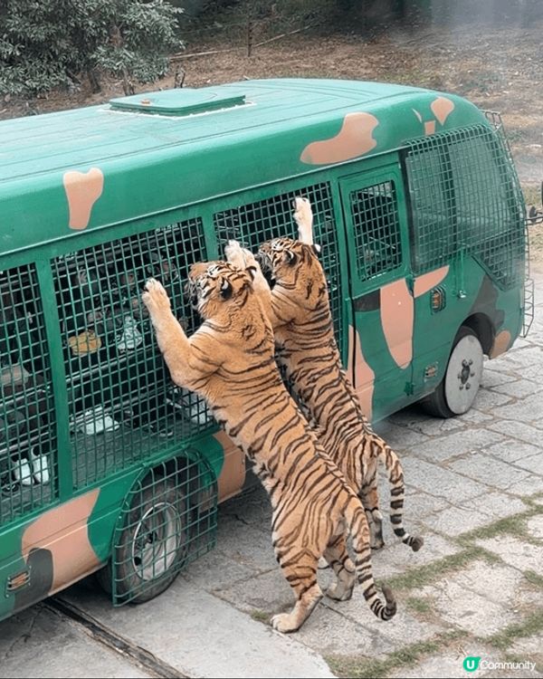 #深圳野生動物園