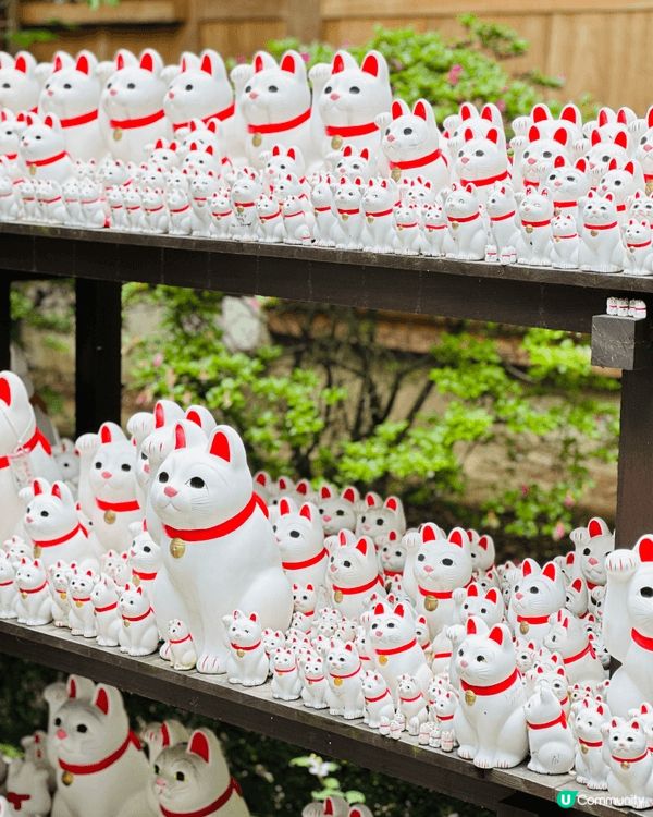 東京隱藏景點｜豪德寺招財貓森林🐱貓奴一定要去打卡