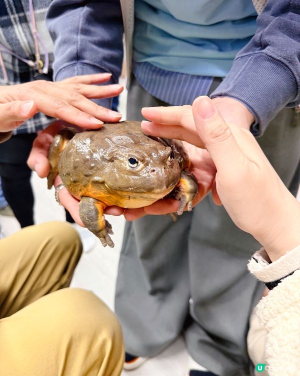 全港首個室內異寵體驗館❗️😱