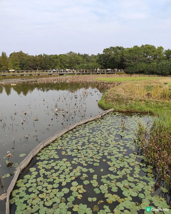12月6至7日，天水圍濕地公園免費開放（正價成人票$30），...