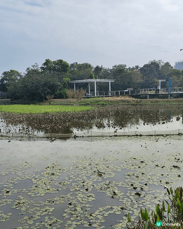 12月6至7日，天水圍濕地公園免費開放（正價成人票$30），...