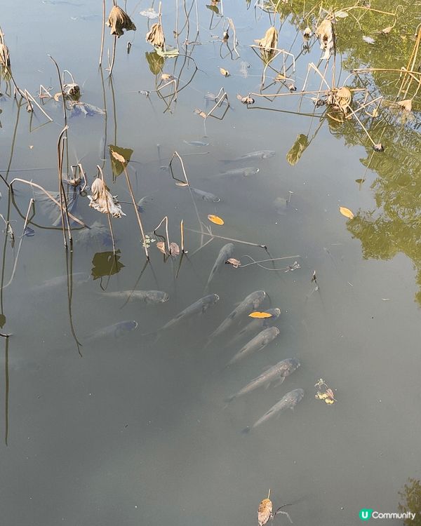 12月6至7日，天水圍濕地公園免費開放（正價成人票$30），...