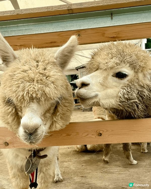 田野、花園、小動物、水上觀光艇......愜意恬淡的田園風光...