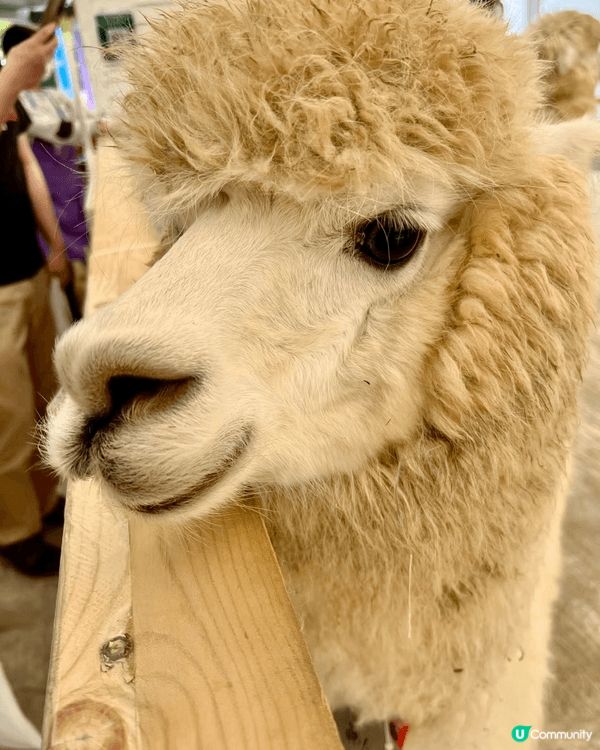田野、花園、小動物、水上觀光艇......愜意恬淡的田園風光...