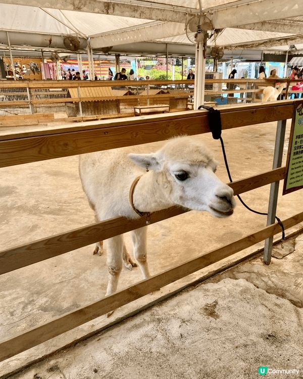 田野、花園、小動物、水上觀光艇......愜意恬淡的田園風光...