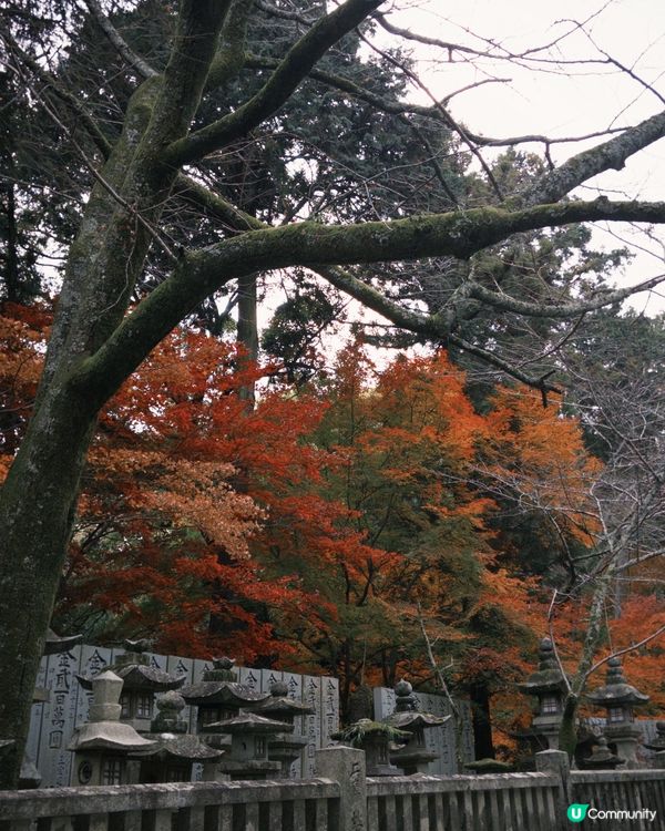 四國香川縣必去金刀比羅宮⛩️