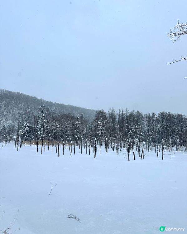 零下十度食雪糕🥶！北海道青池❄️！