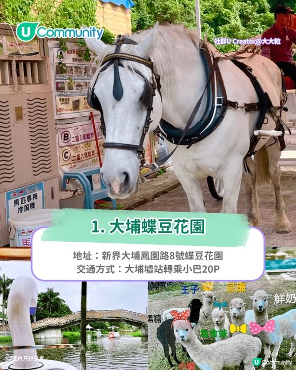 【郊遊好去處】全港8️⃣大親子郊遊自然景點🌳行山/紅葉/農莊花園/摘士多啤梨