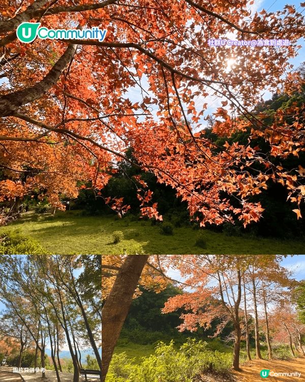 【郊遊好去處】全港8️⃣大親子郊遊自然景點🌳行山/紅葉/農莊花園/摘士多啤梨