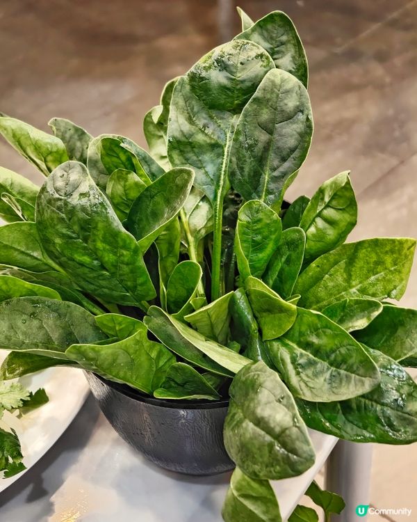 地道🇭🇰鮮料🍲火鍋